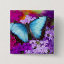Search for tropical butterflies badges Colourful