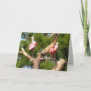 Search for roseate cards Spoonbill