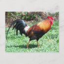 Search for rooster photography Nature