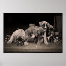 Search for boxers posters Puppy