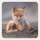 Search for vulpes stickers Anwr