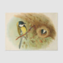 Search for tit Animal