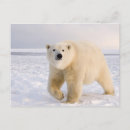 Search for steve kazlowski postcards Wildlife