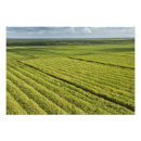 Search for guyana art Pete oxford