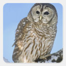 Search for craft owl stickers Tree