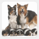 Search for looking down stickers Domestic animals