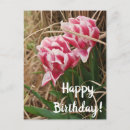 Search for happy birthday tulips postcards Nature