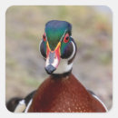 Search for wild duck stickers Bird