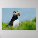 Search for puffins posters Wild