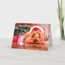 Search for yorkie christmas cards Dog