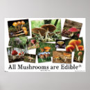 Search for edible mushroom posters Mushrooms