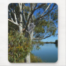 Search for koala bear mousepads Sleeping