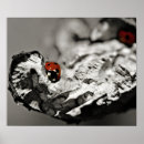 Search for ladybug posters Macro