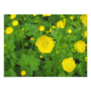 Search for ranunculus posters Buttercup