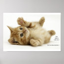 Search for kitteh posters Kitten