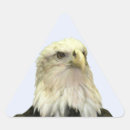 Search for eagle images stickers Birds