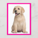 Search for labrador retriever dog postcards Thinking of you