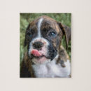 Search for boxer puzzles Pups