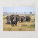 Search for masai mara postcards Wildlife