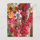 Search for cute squirrel pictures postcards Rodent