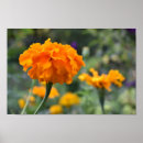 Search for marigold art Flower