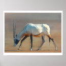 Search for arabian posters Horns