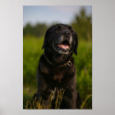 Search for cute dog posters Labrador