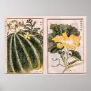 Search for squash posters Botanical
