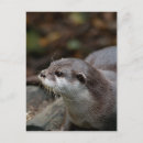 Search for otter pictures postcards Mammal