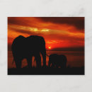 Search for elephant silhouette postcards Sunset