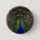 Search for peacock badges Photography
