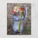 Search for pedals postcards Flower