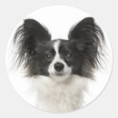 Search for papillon dog stickers Puppies