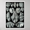 Search for der posters Forms in nature