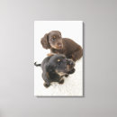 Search for colour image canvas prints Cute