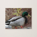 Search for mallard duck puzzles Drake