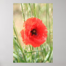 Search for papaver posters Poppies