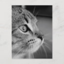 Search for contemplation postcards Cat
