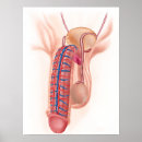 Search for penis posters Reproductive organs