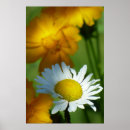 Search for chamomile posters Flowers