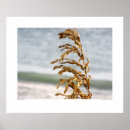 Search for sea oat posters Ocean
