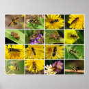 Search for pollen posters Fly