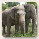 Search for elephants coasters Cute animals