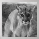 Search for black puma art Big cat