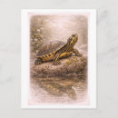 Search for turtle drawing postcards Illustration