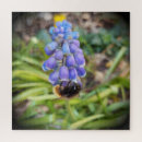 Search for hyacinth puzzles Flowers