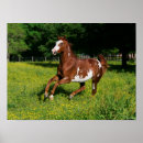 Search for horse breed posters Pinto