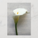 Search for callas invitations Lily