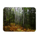 Search for birch tree magnets Nature