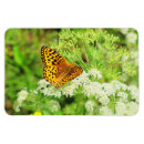 Search for orange black white magnets Nature